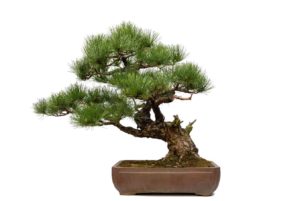 bonsai